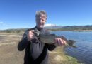 Fiskurinn í Minnivallarlæk erfiður í þessum hita