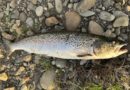 Varnargarðurinn stöðvaði eldislaxinn