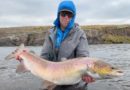 Tveir laxar yfir 20 pund í Víðidalsá í vikunni