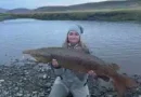 Ennþá risa fiskar í Miðá í Dölum