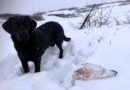 Magir til rjúpna á fyrsta degi