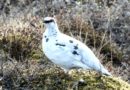 Sjaldan sést svona mikið af rúpu