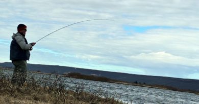 Urriðaveiði Laxá í Aðaldal, miðsvæðið að gefa