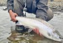 Kjarrá opnaði á 12 löxum í morgun