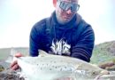 355 laxar komnir í Urriðafossi