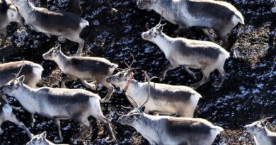 Tarfaveiðar hefjast í dag