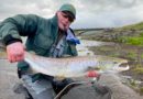 Miðfellsfljótið loksins gjöfult