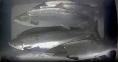 Elliðaárnar stíflaðar af laxi