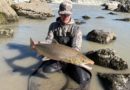 Rísi í Urriðafoss, sleppt aftur Rísi í Urriðafoss, sleppt aftur